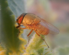 Stomorhina pallida