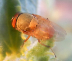 Stomorhina pallida
