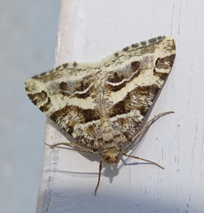 Chiasmia inaequilinea