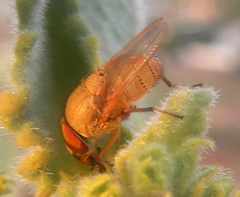 Stomorhina pallida