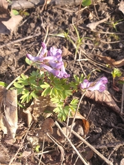 Corydalis solida