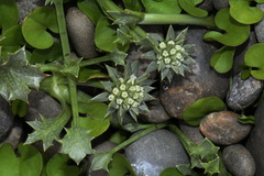 Eryngium vesiculosum