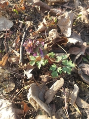 Corydalis solida