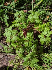 Geranium robertianum