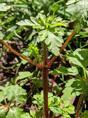 Geranium robertianum