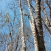 Acacia flava
