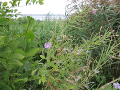 Epilobium hirsutum