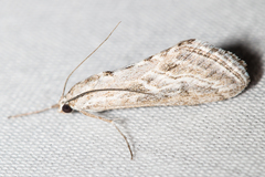 Evergestis vinctalis