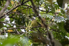 Pogonotriccus ophthalmicus