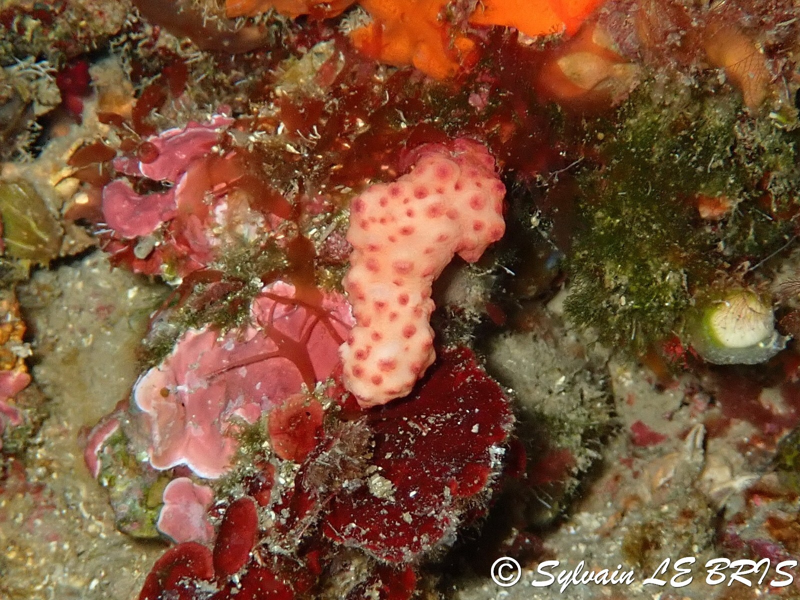 Alcyonium acaule Marion, 1878