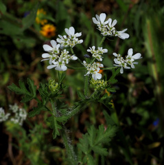 Tordylium aegyptiacum