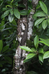 Varanus salvator celebensis