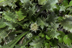 Eryngium vesiculosum