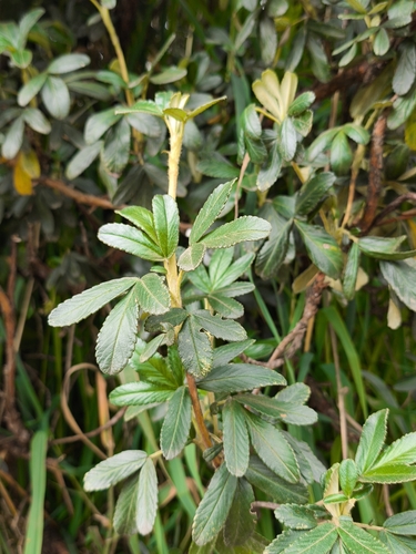 Polylepis incana, photograph 6