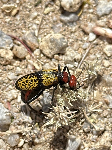 Iron Cross Blister Beetle photo 6