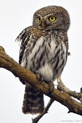 Pearl-Spotted Owlet photo 4