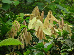 Derris elliptica