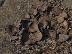 Dermatocarpon luridum