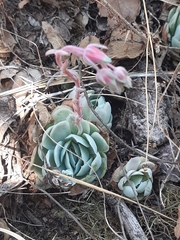 Echeveria elegans