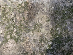 Willeya diffractella