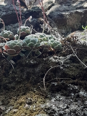 Echeveria elegans