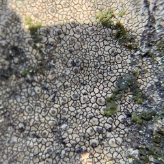 Willeya diffractella