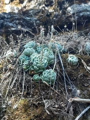 Echeveria elegans