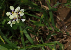 Enarthrocarpus strangulatus