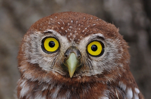 Pearl-spotted Owlet