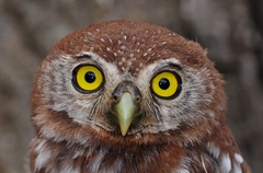 Pearl-Spotted Owlet photo 5