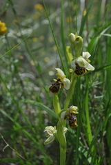 Ophrys umbilicata