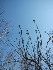 Comocladia macrophylla