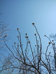 Comocladia macrophylla, photograph (c) Carlos Domínguez-Rodríguez, some rights reserved (CC BY)