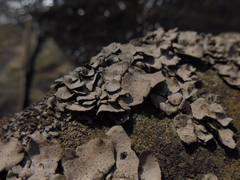 Dermatocarpon luridum