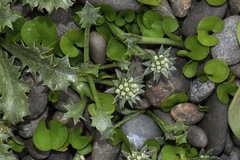 Eryngium vesiculosum