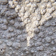 Pertusaria plittiana