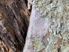 Pertusaria plittiana