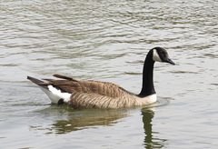 Branta canadensis