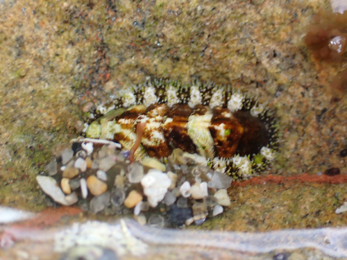 Nuttallina californica