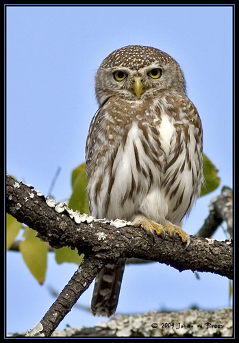 Pearl-spotted Owlet