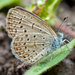 African Grass Blue - Photo (c) Gareth Yearsley, some rights reserved (CC BY-NC), uploaded by Gareth Yearsley