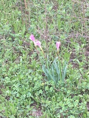 Zephyranthes carinata