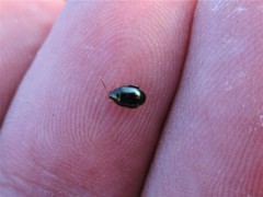 Psylliodes chalcomera