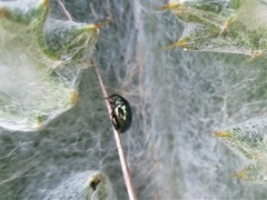 Psylliodes chalcomera