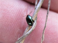 Psylliodes chalcomera