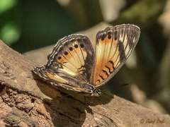 Junonia sophia