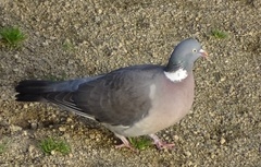 Columba palumbus