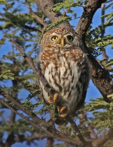 Pearl-spotted Owlet