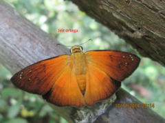 Augiades crinisus
