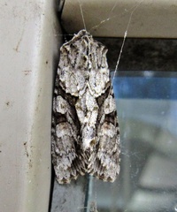 Achatia distincta